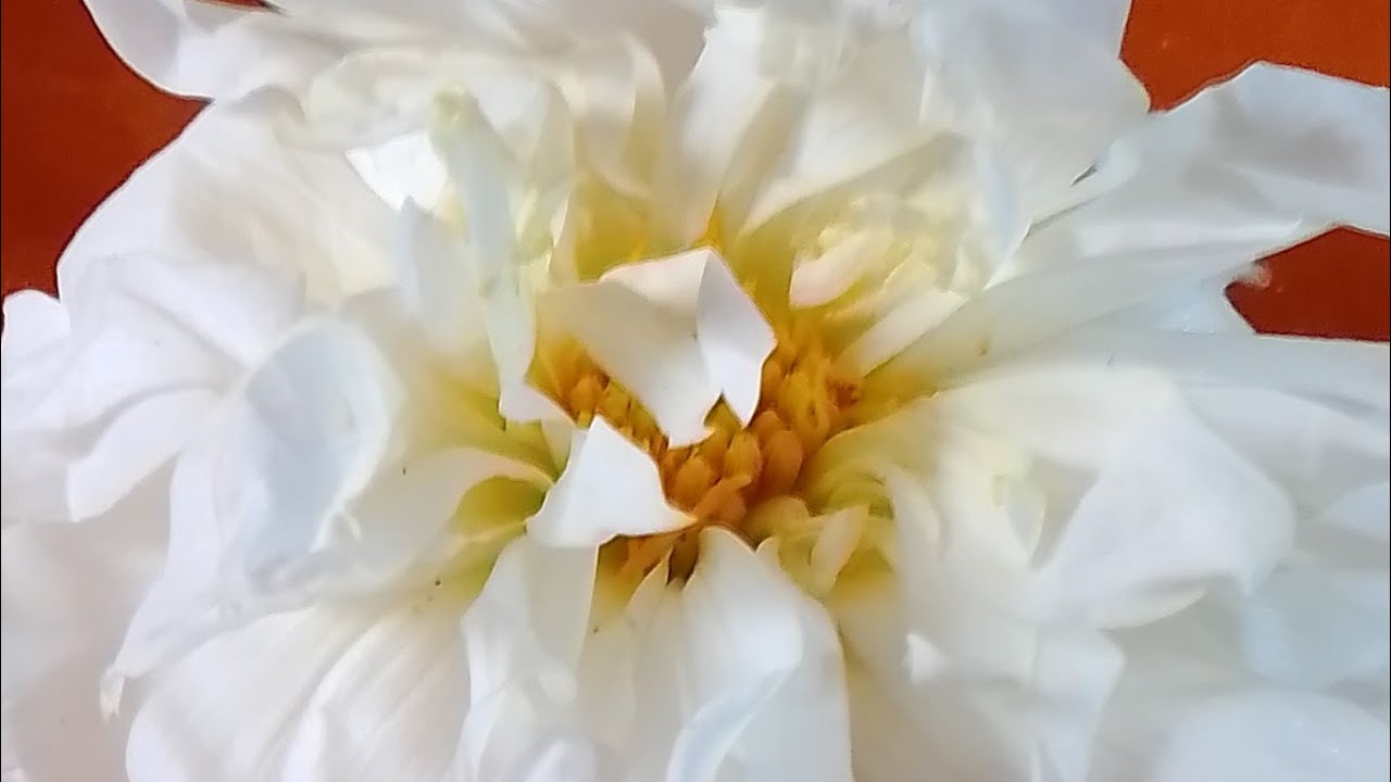 আমরা ঘাসের ছোট ছোট ফুল