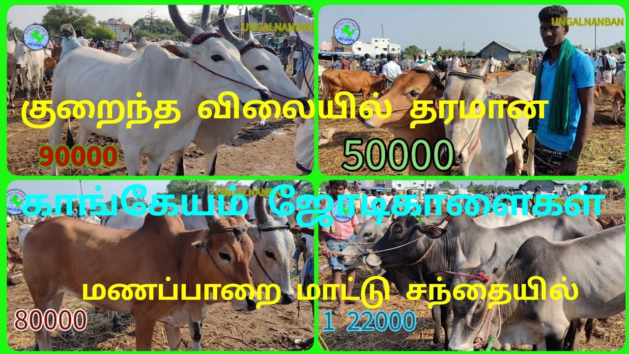 வண்டி மாடுகள் ஏறுமாடுகள் வாங்கசிறந்தசந்தை#மணப்பாறைமாட்டுசந்தை/part1 #manapparaicountrycowmarket