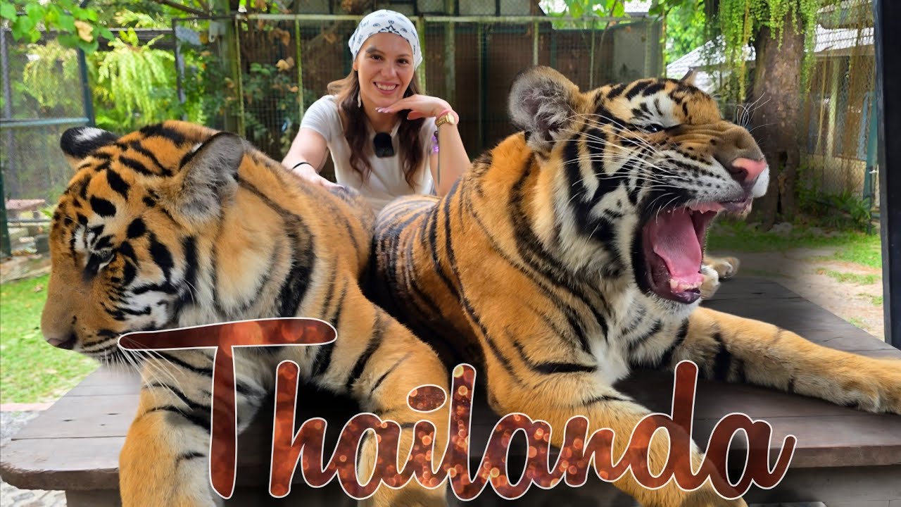 Ne-am jucat cu tigri in Thailanda- Daily vlog