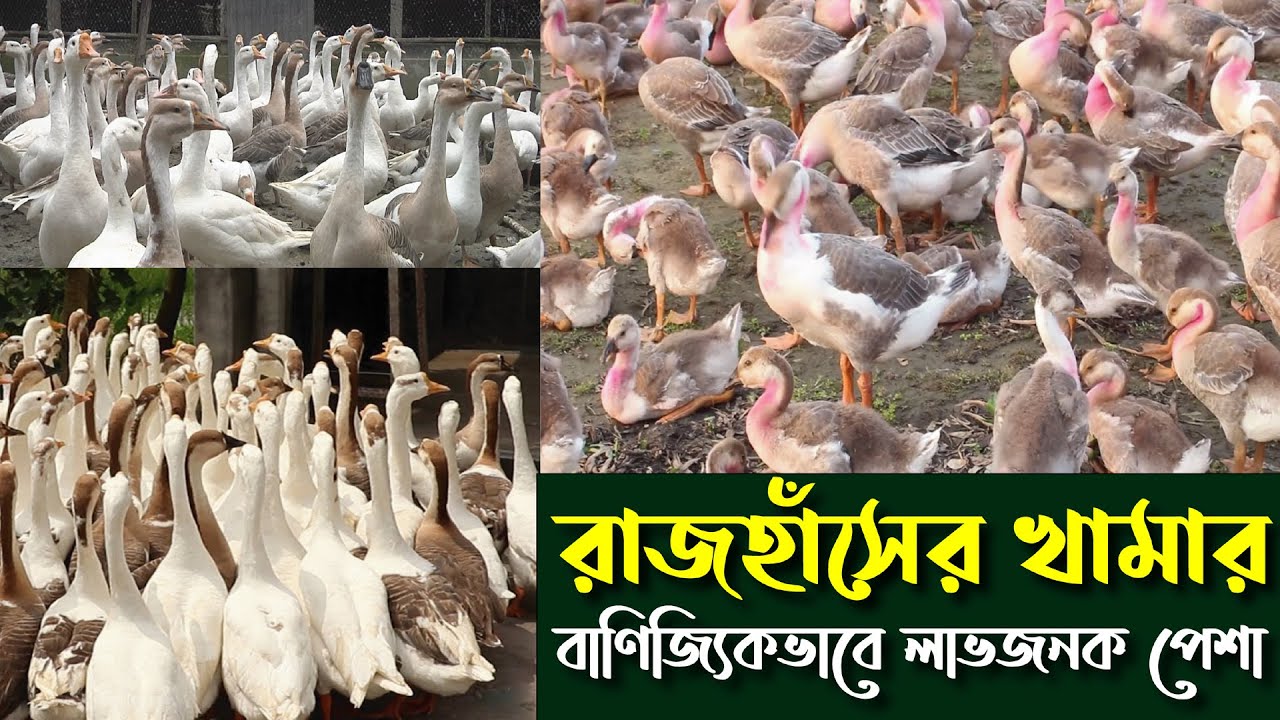 রাজহাঁসের খামার || Swan farm in Bangladesh || Raj Has Palon