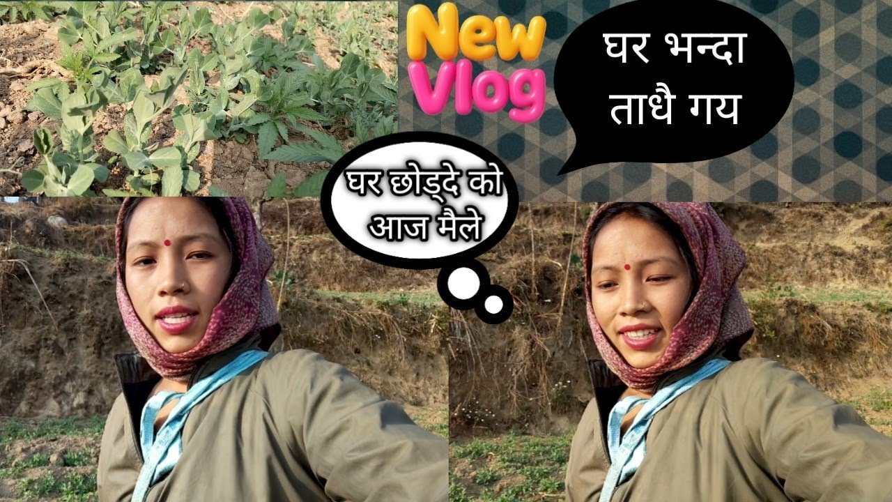 आमै  नी खेत मा फल फल्दै छन Aruna vlogs village life style 🙏 organic video 