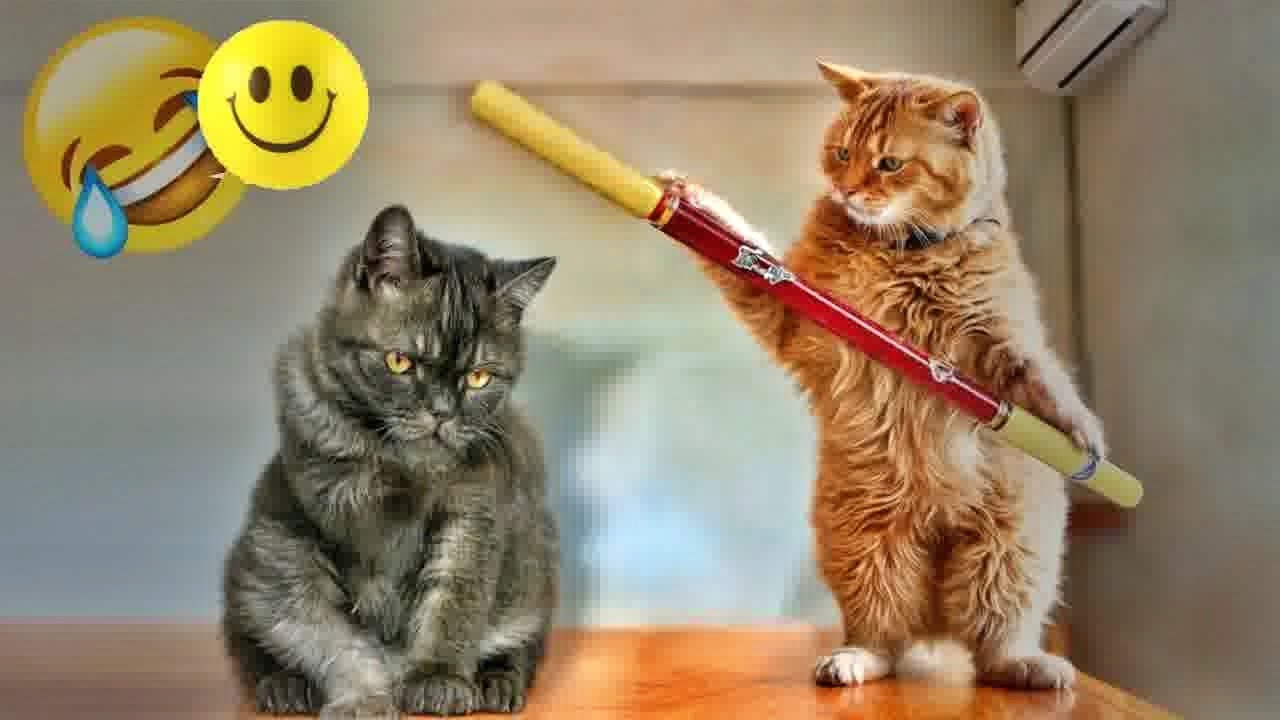 You Laugh You Lose😛Funniest Dogs and Cats 2025😸🐶