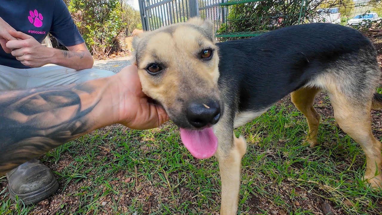 Left For Dead With Crippling Disease! Until Woodrock Saved Her...