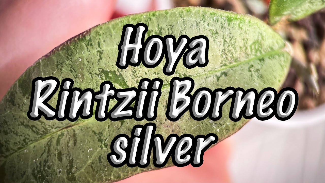 Hoya Rintzii Borneo silver