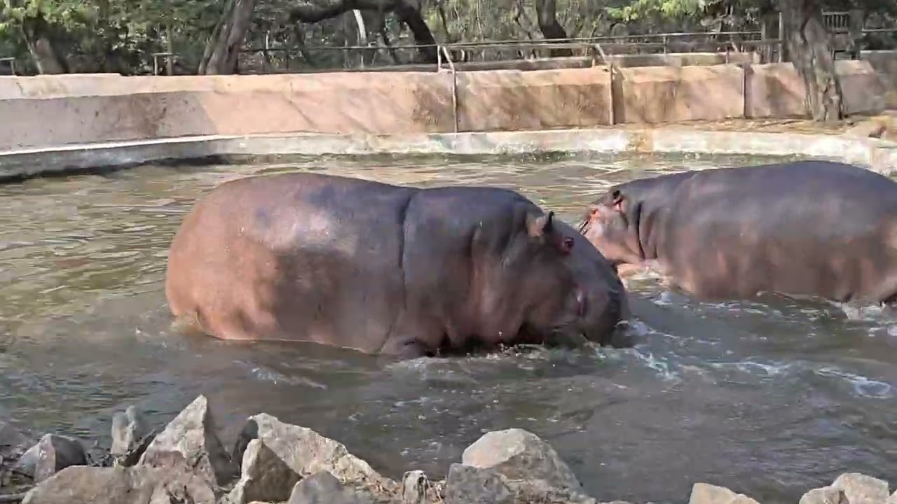 Hippo in the zoo nice to meet you woooohooooooo