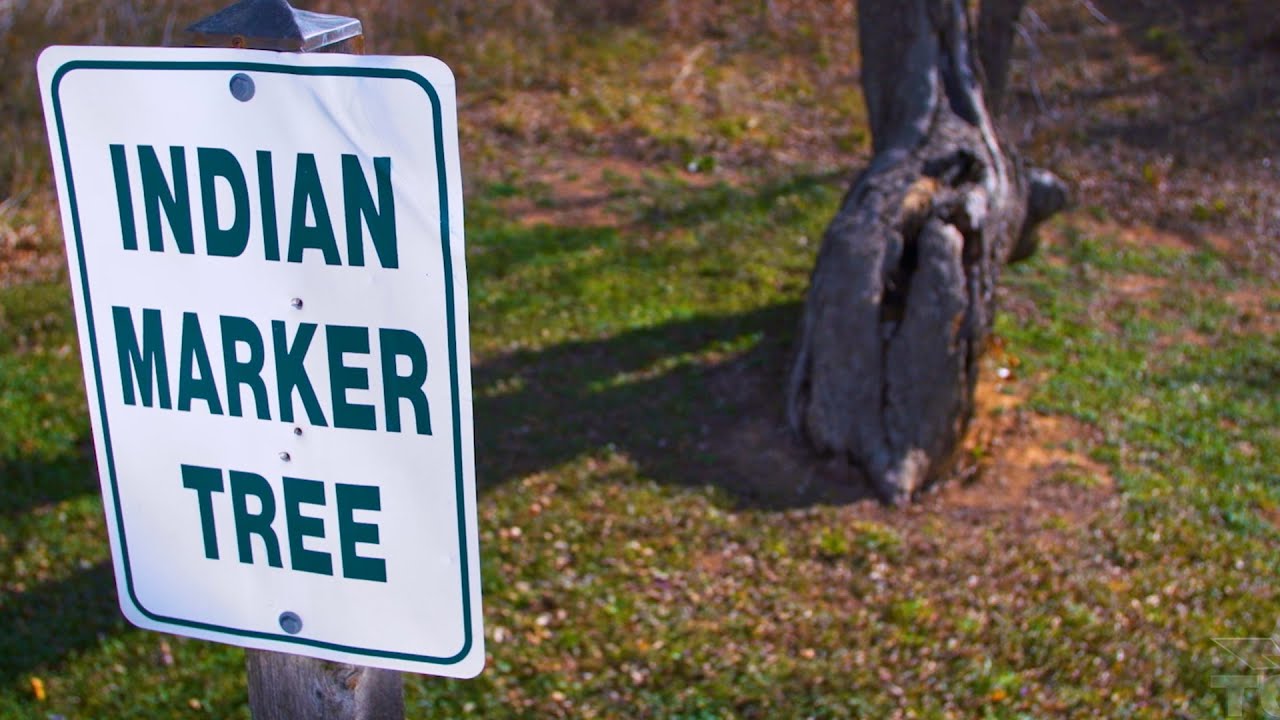 Comanche Marker Trees | The Living Landmarks of Texas
