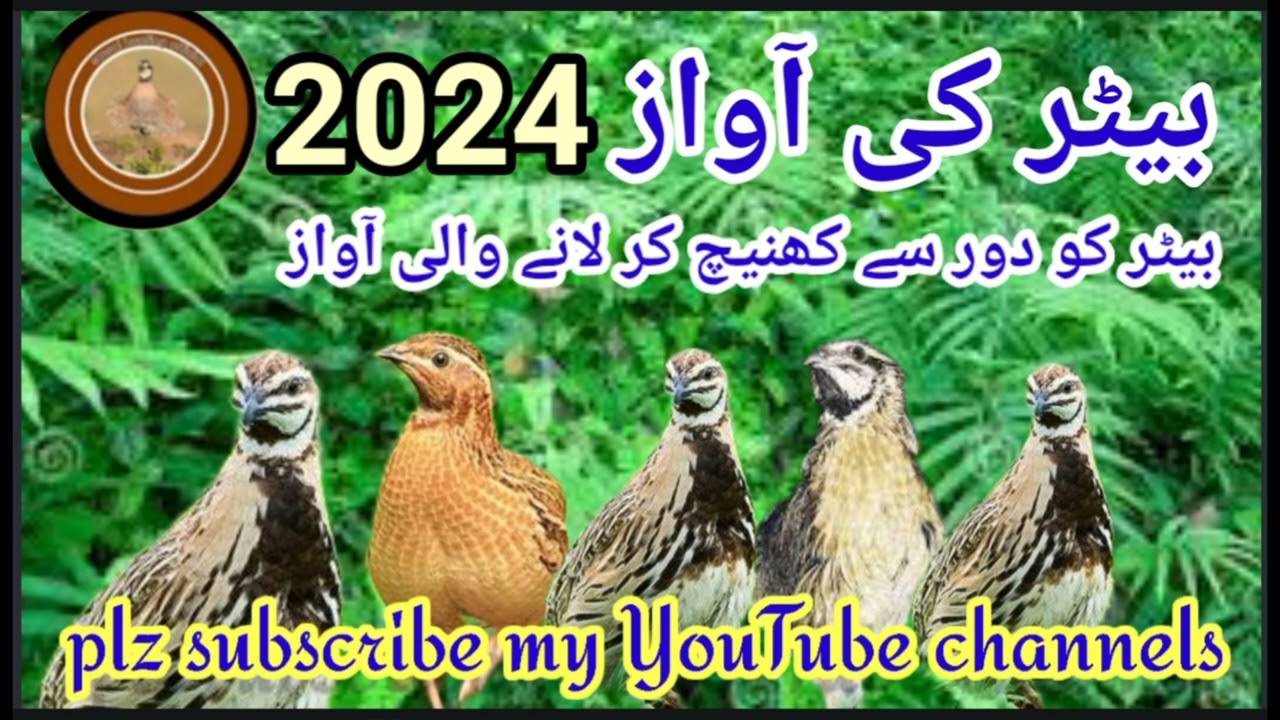 batair ki awaz kirk k sath//quail sound//batair ka bolara//@Sawalhunting-sn9vs
