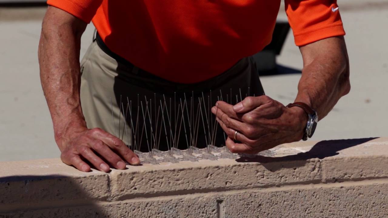 How to Apply Bird Repellent to Your Roof | Hotfoot.com