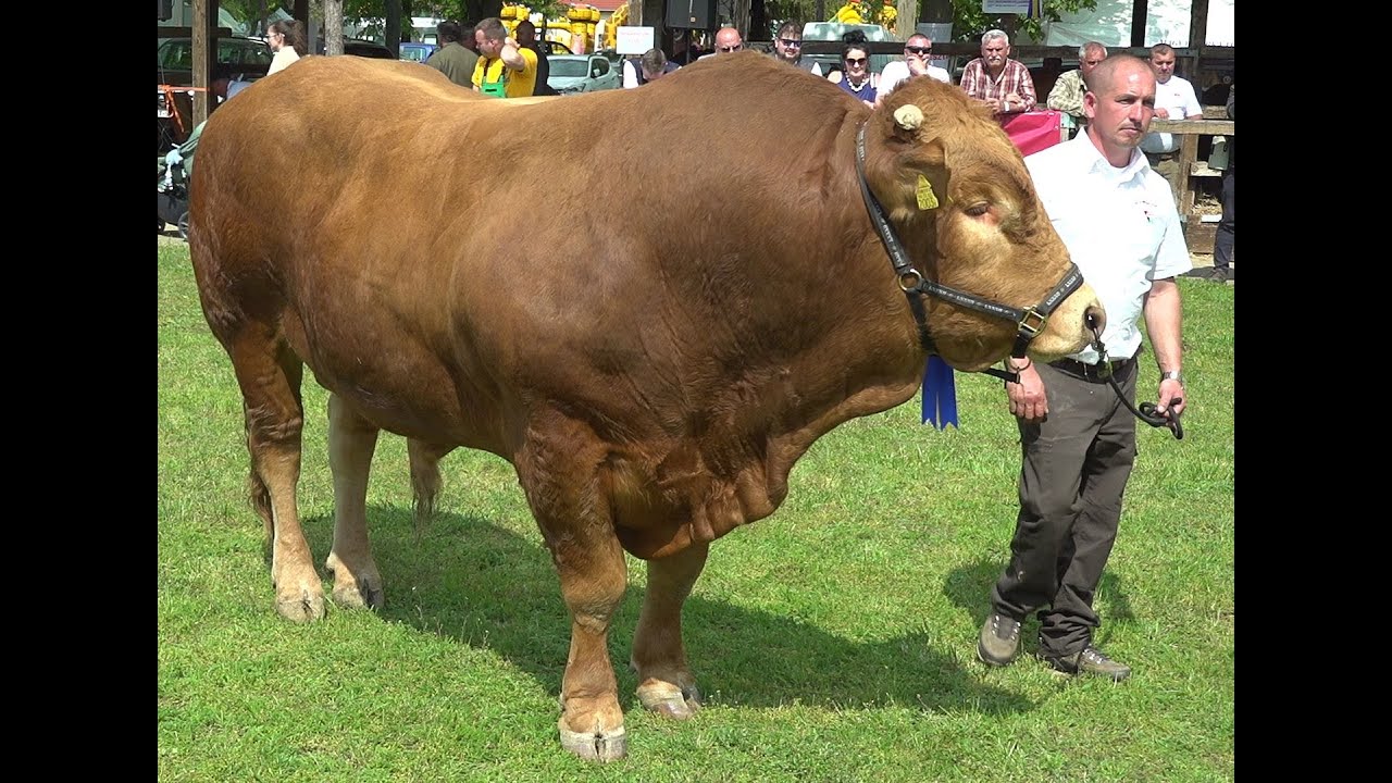 Melyek a legjobb h&uacute;smarha fat&aacute;k? / FARM TV h&iacute;rek
