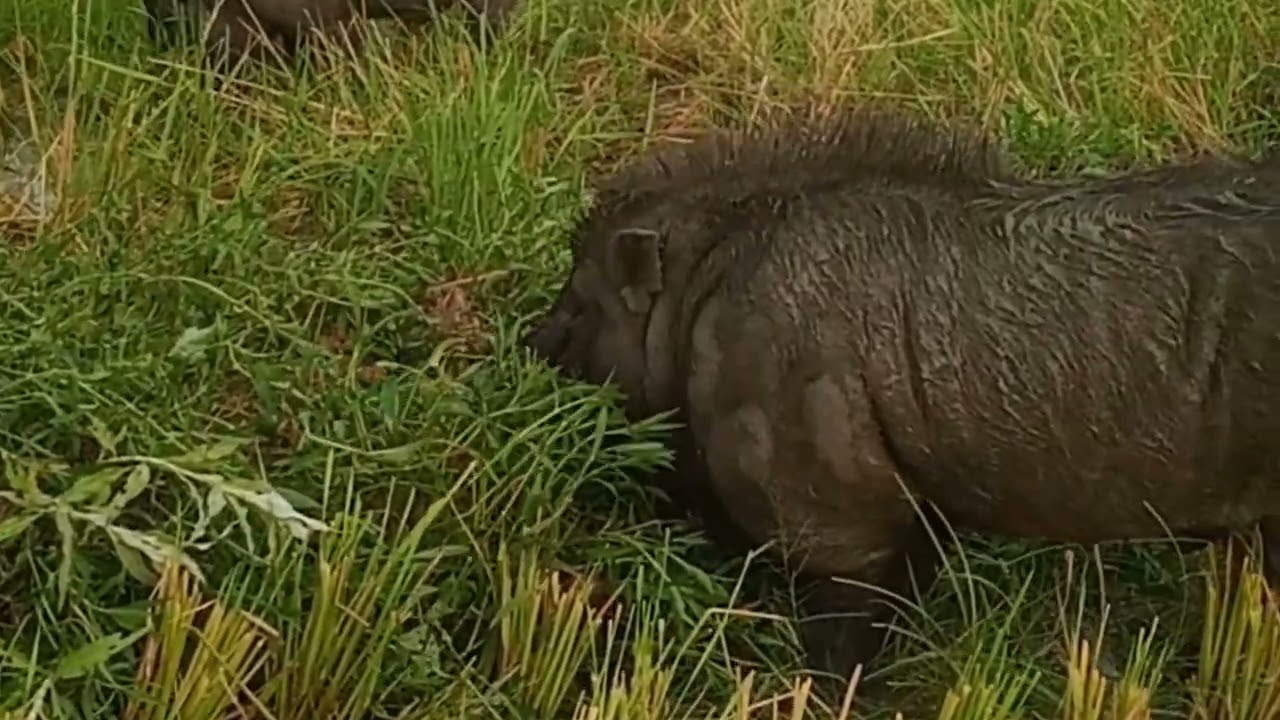 Pigs Enjoying a Muddy Feast! 🐷🌱,animal videos,wild pigs, animal farm