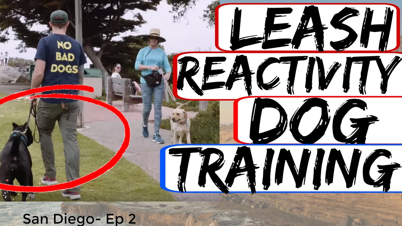 Rottweiler Attacks other dogs - Aggressive Dog Training with Americas Canine Educator Day 1 Part 2