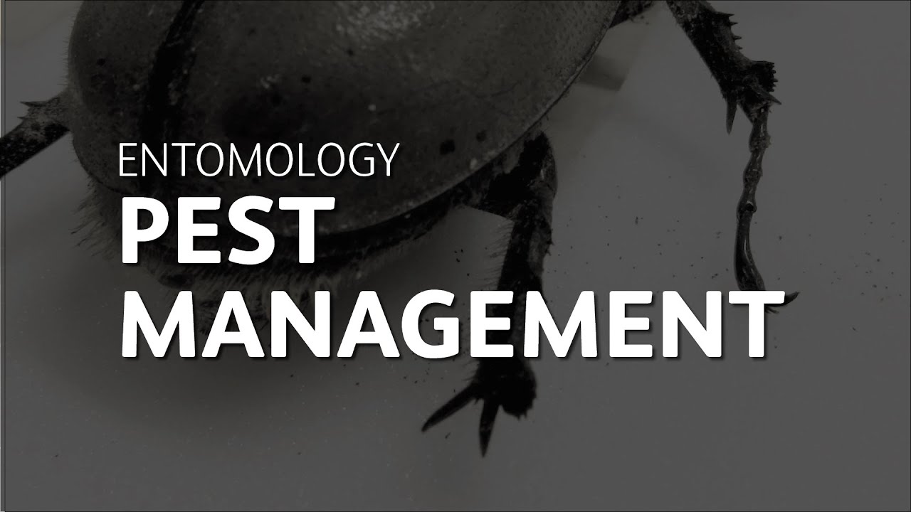 Pest management: quarantine and freezing | Caring for entomology collections