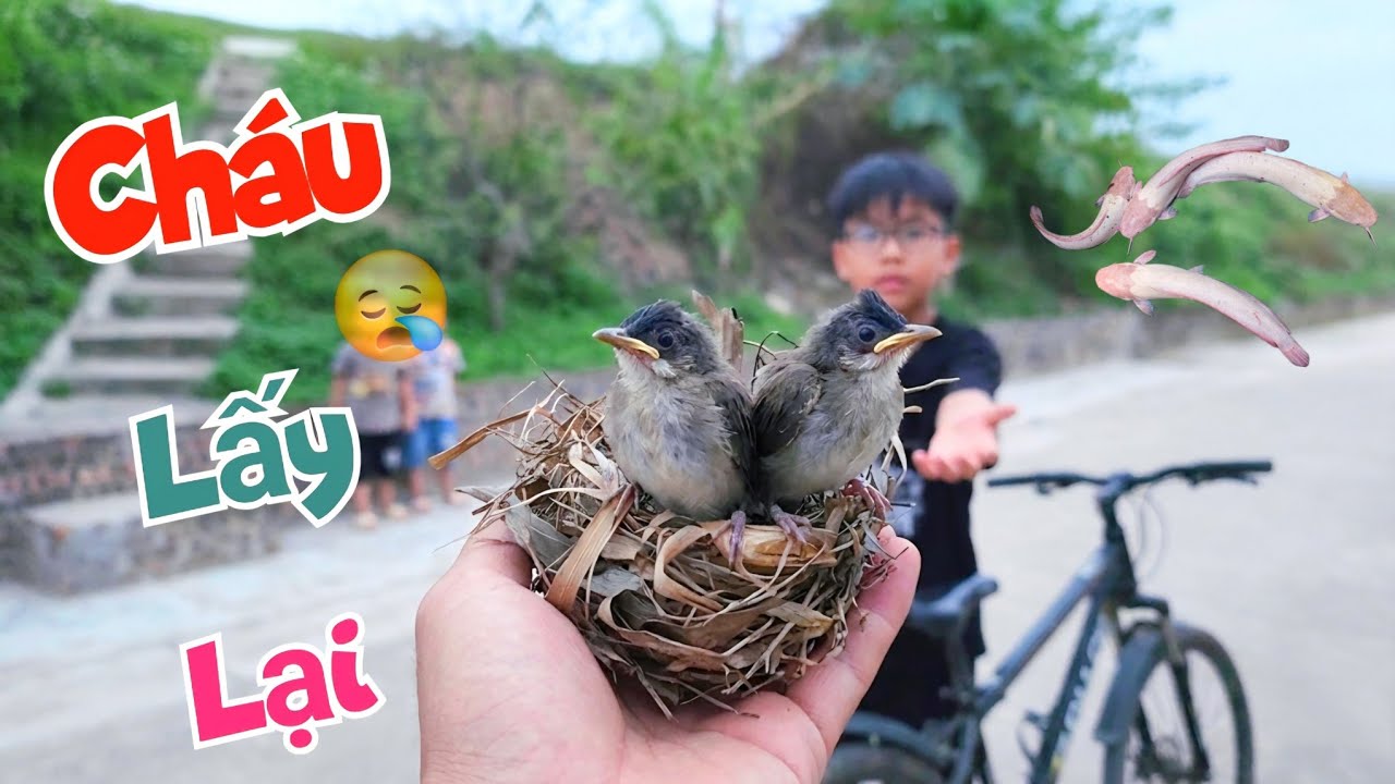 Trả Lại Tổ Chim Ch&agrave;o M&agrave;o Mới Nhận V&agrave; C&acirc;u Chuyện Về Người Tặng C&aacute; Tr&ecirc; Bạch Năm Xưa / Quế Nghịch