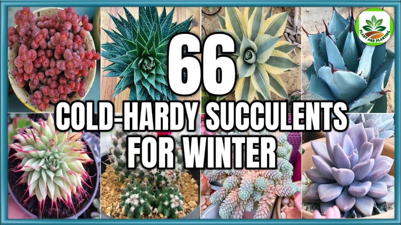 66 Best Cold Hardy Succulents for Winter | Winter Succulent Species | Plant and Planting