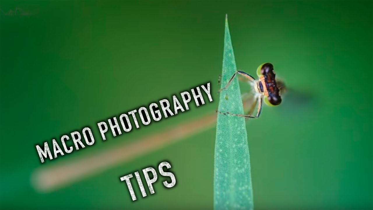 Capturing macro with Fujifilm X-T3 & Fujifilm 80mm f/2.8 macro lens.