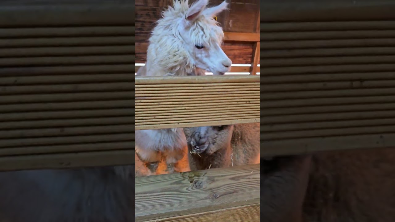 대관령 순수양떼목장 