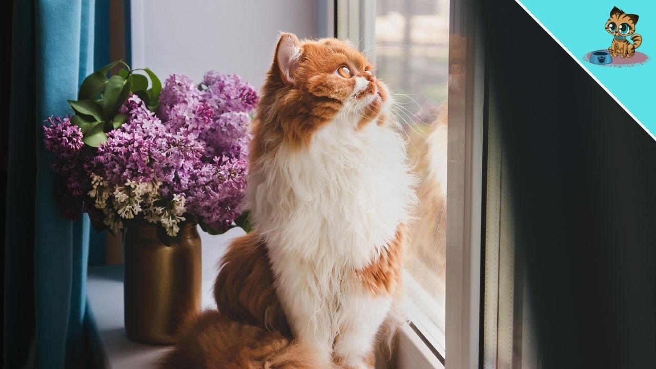 Avoid This DEADLY Danger For Your Cat At All Costs!