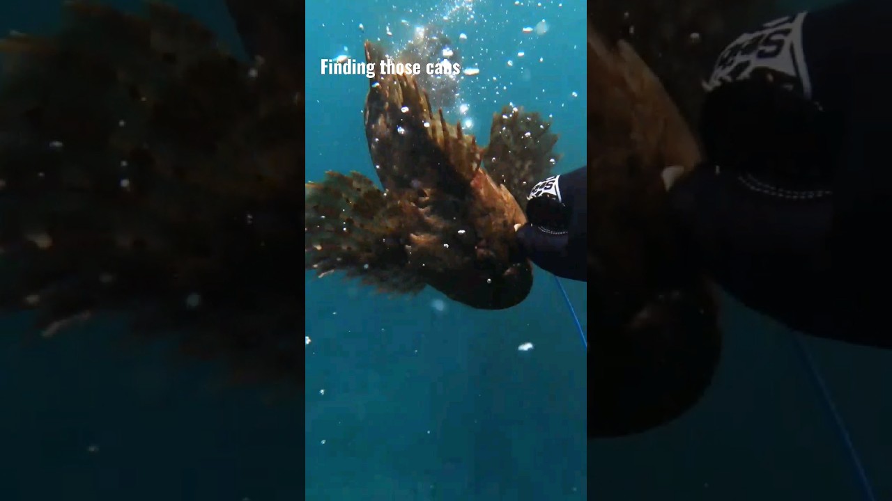 #spearfishing for #cabezon