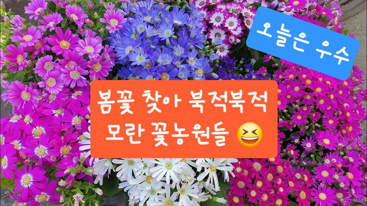 설 명절이 끝난 오늘,우수.봄꽃들을 찾아 모란장 꽃농원들은 북적북적!