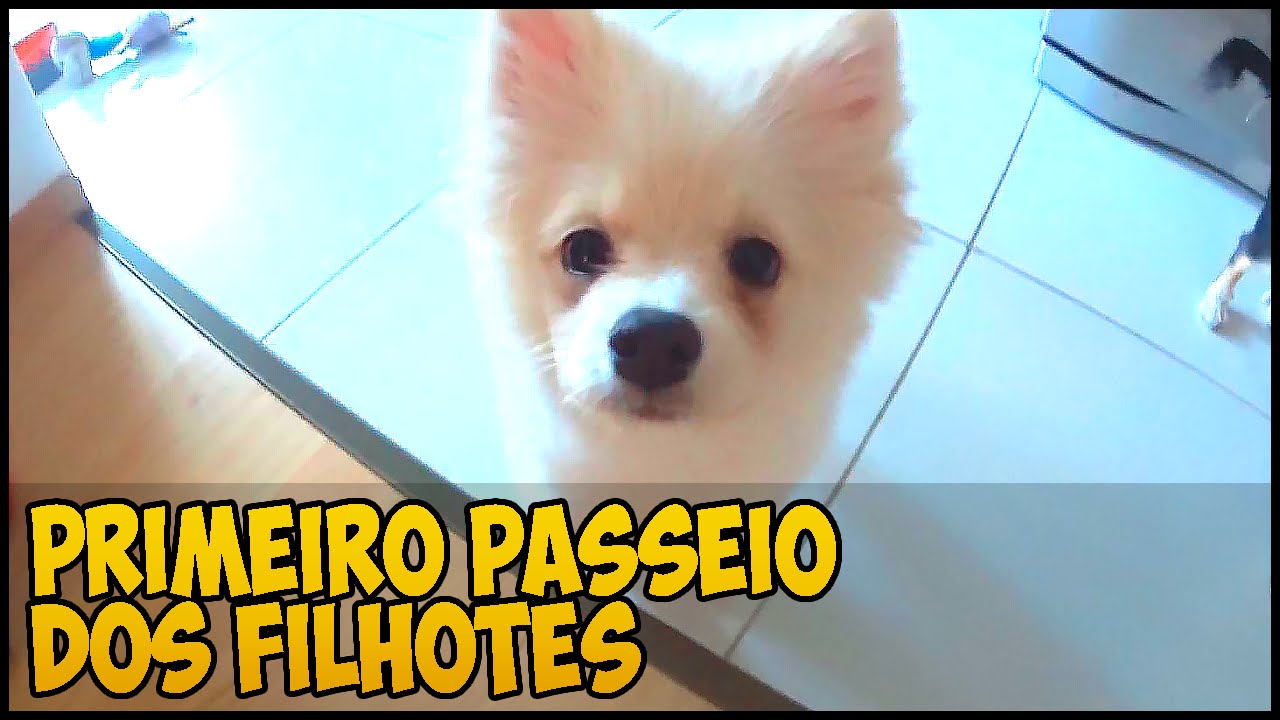 Primeiro passeio dos filhotes!
