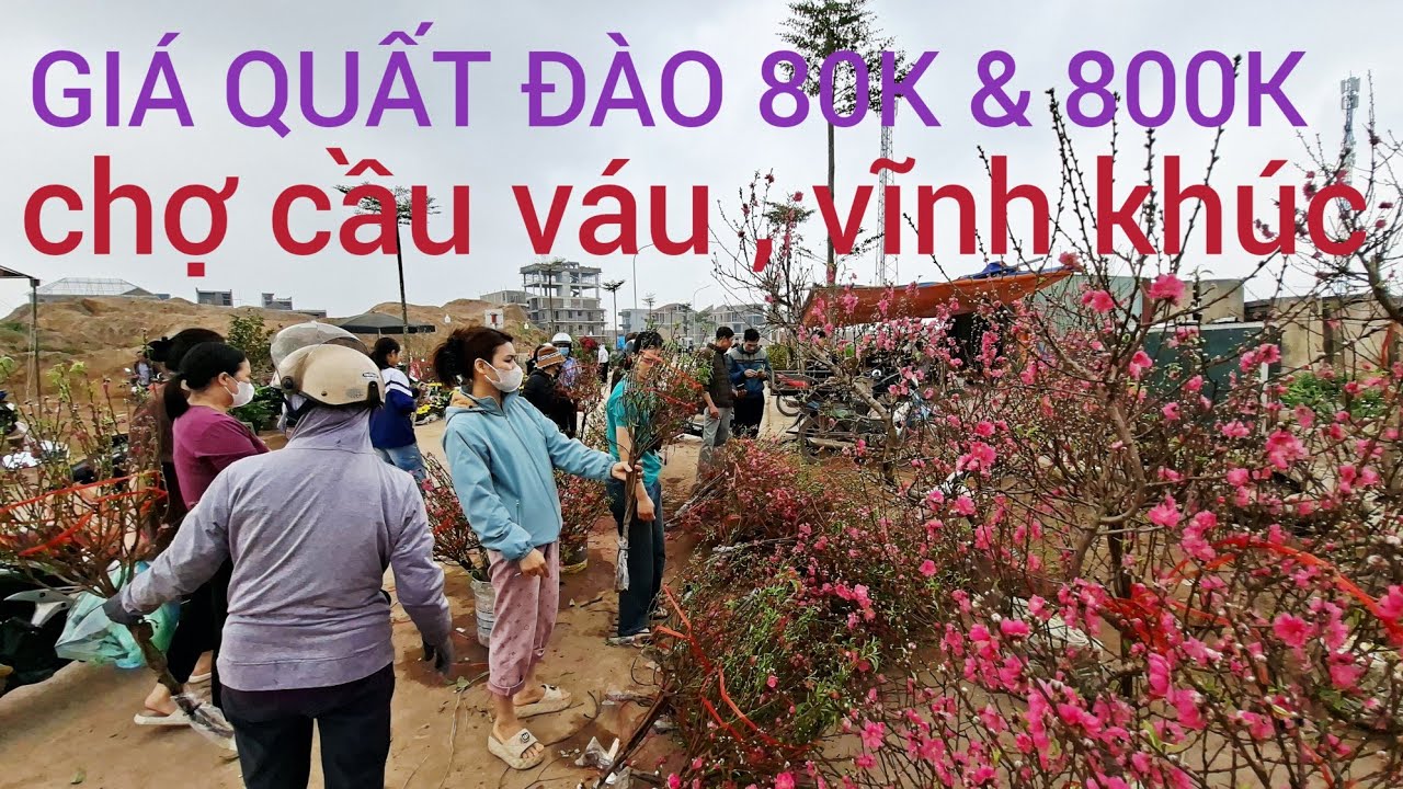 BÁO GIÁ QUẤT ĐÀO TẾT 2026 BÍNH NGỌ 80K ĐẾN 800K CHỢ CẦU VÁU VĨNH KHÚC HƯNG YÊN 