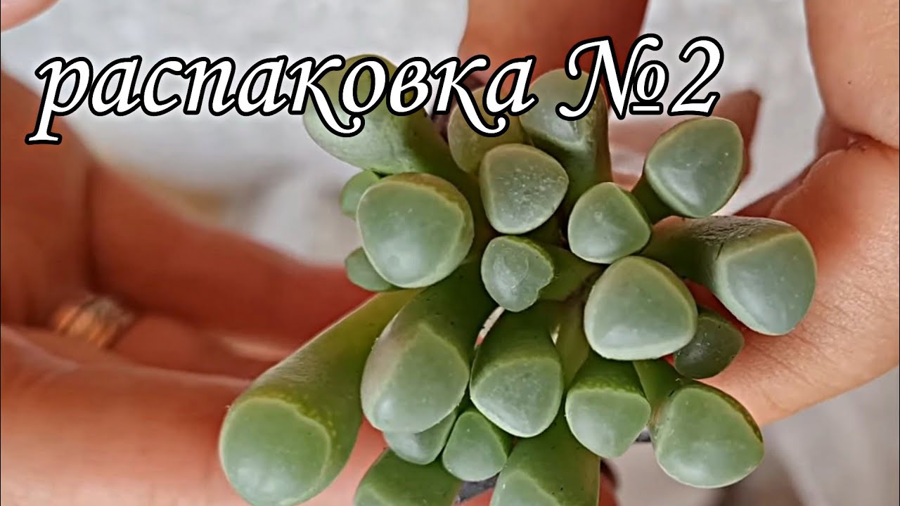 распаковка №2. посылка с суккулентами