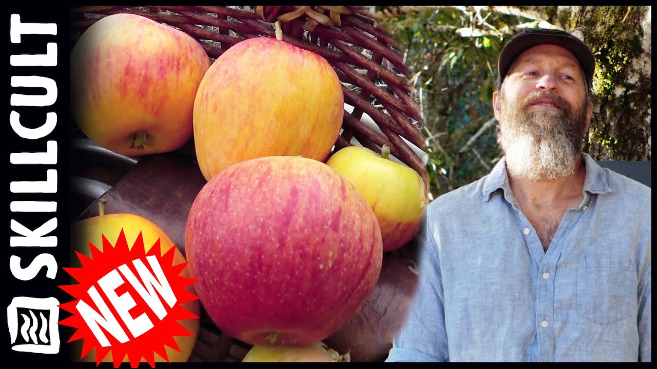 4 Brand New Seedling Apples for 2021