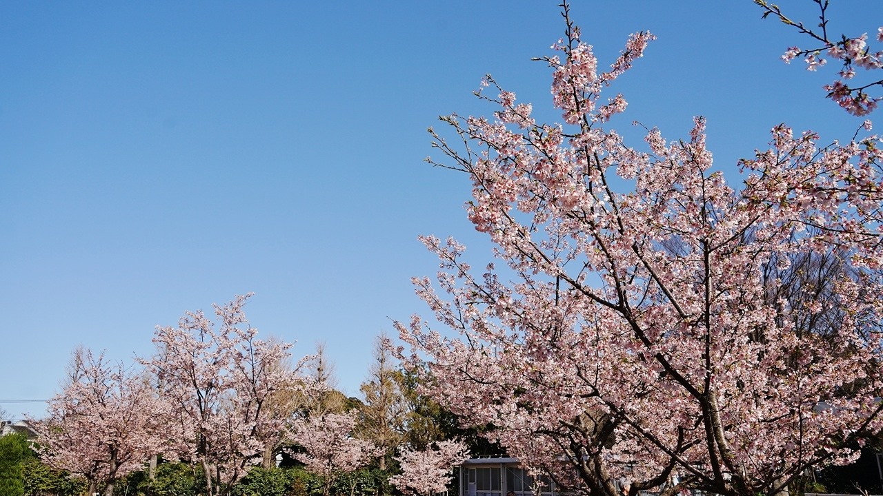 2026 鎌倉　大船フラワーセンター　玉縄桜が満開 !!