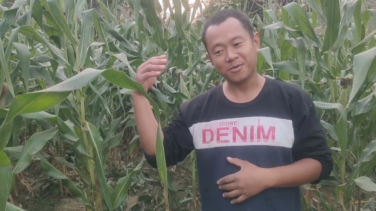 @kabir33671 Maize 🌽 plot of Prasanta Chakma of Srirampur under KANCHANPUR VC 