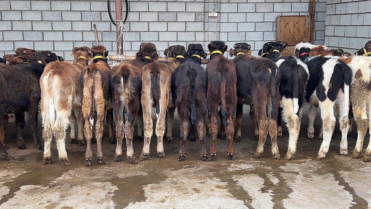 MEGA 🏅MEGA 💥AKSIYA BOSHLANDI ✅ ~ ARZONCHI AXROR AKADAN 🤝