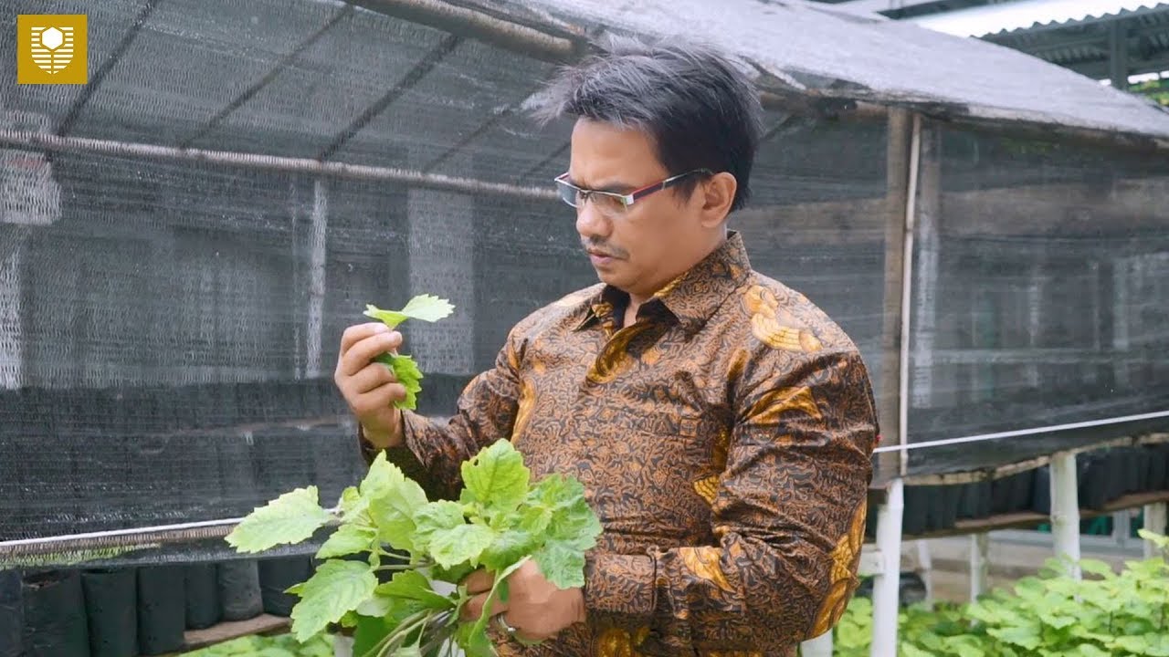 Innovative Technology to Extract Patchouli Oil