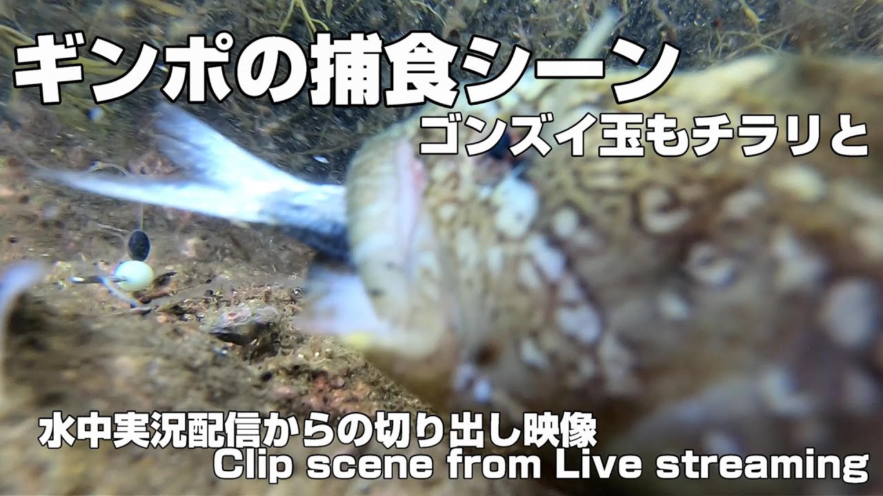 【ライブから切り出し】エビフライの尻尾は美味しいと言うが・・・ギンポの捕食シーン(20230811)