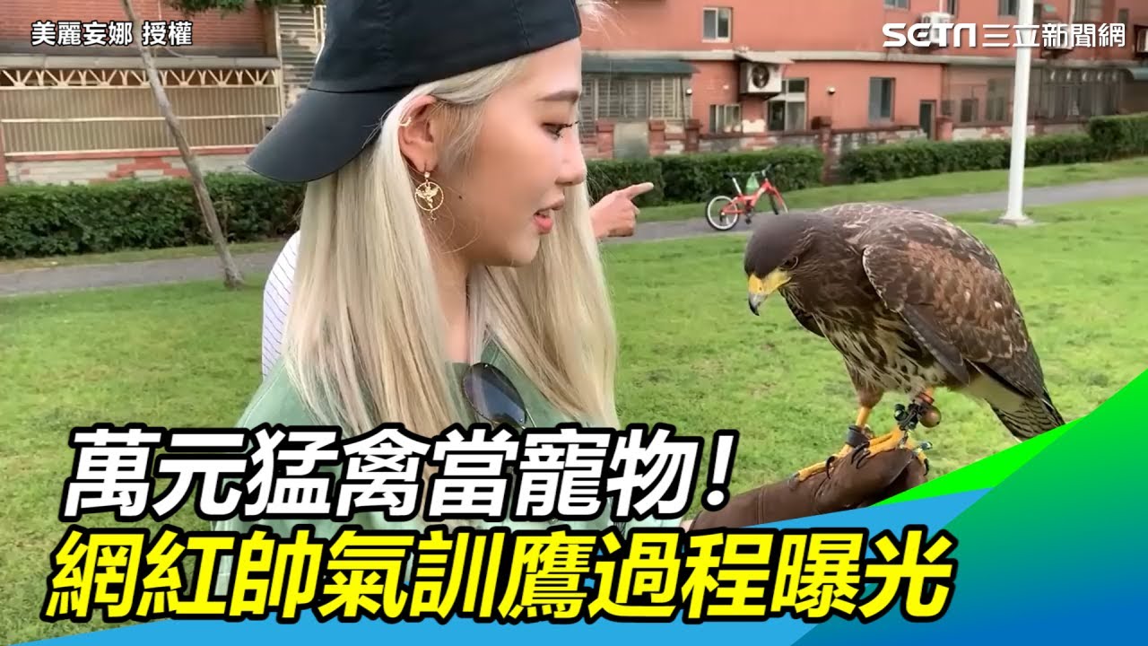 萬元猛禽當寵物！網紅訓鷹過程曝光　網：帥氣度爆表｜三立新聞網SETN.com