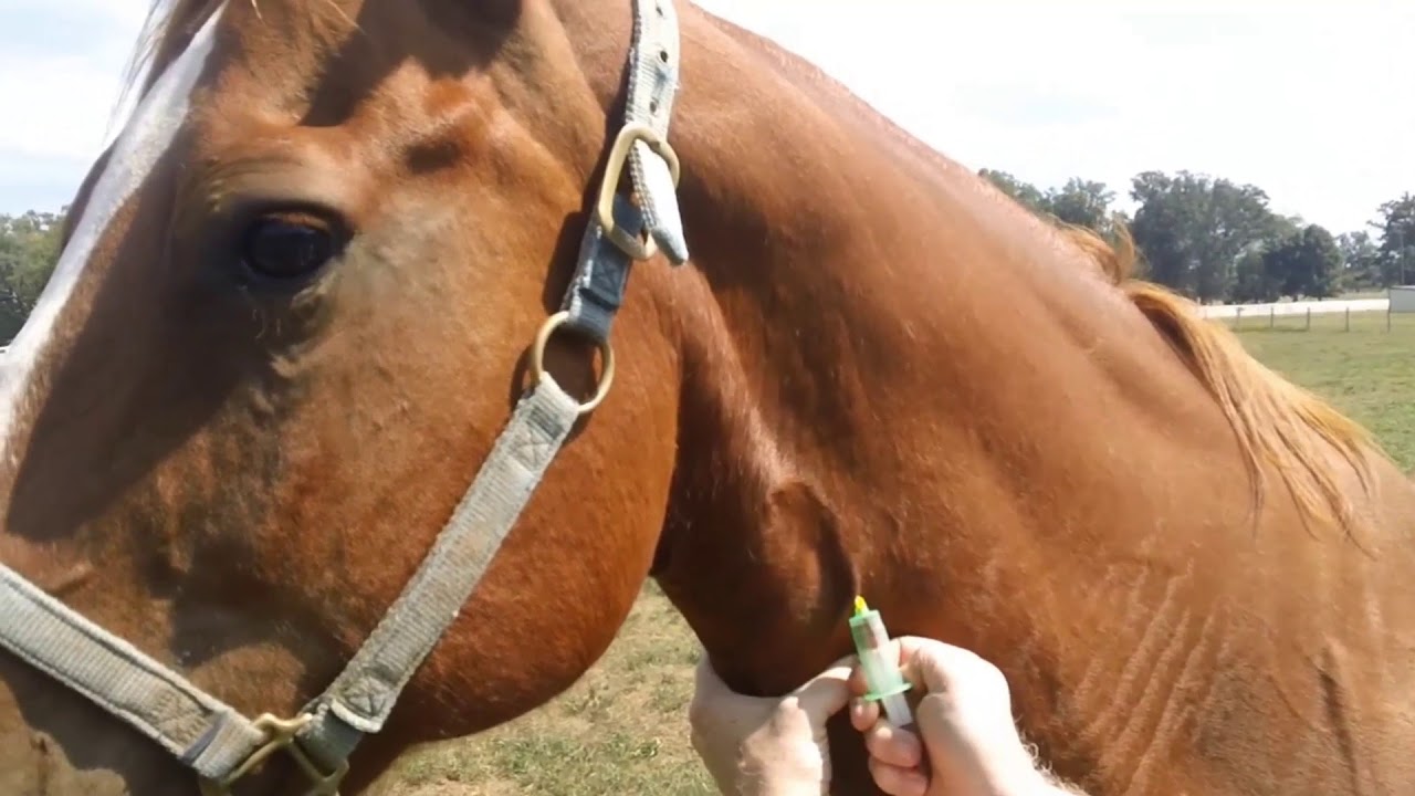Tu Caballo esta Flaco? Aqui Algunas Recomendaciones que te pueden ayudar!!