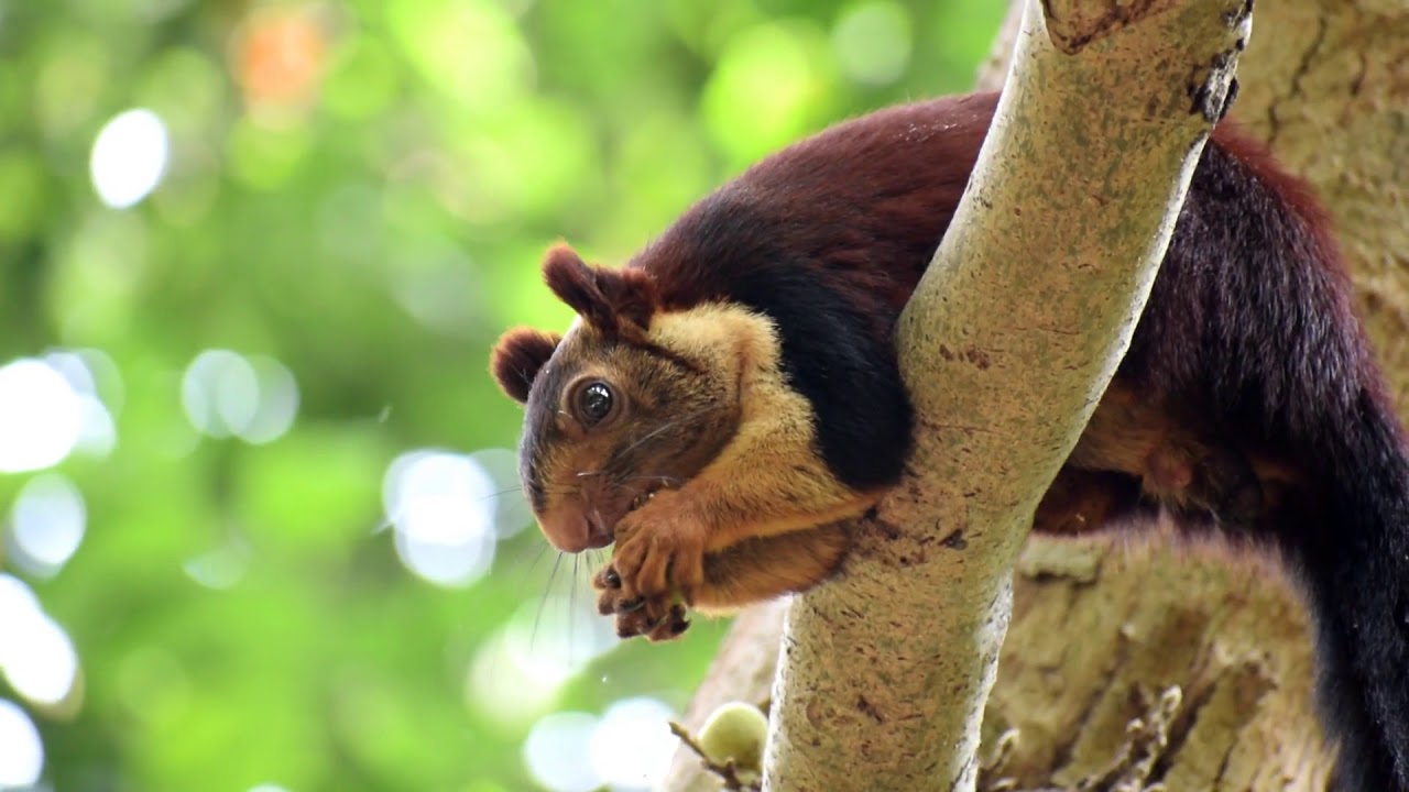 Indian giant squirrel on its Habitat