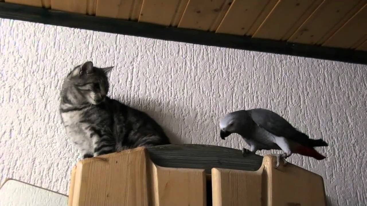 Der Kampf Part2 : Graupapagei gegen Kater ( Grey parrot vs cat )