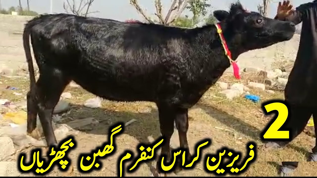 2 Friesian Cross Confirm Gabhan Bachrian for Sale Location Awais Dairy Farm Attock