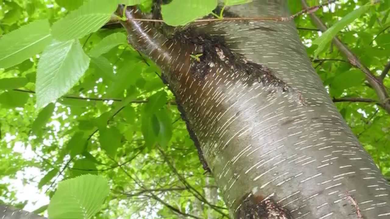 Identify My Trees: Catskill Mountains