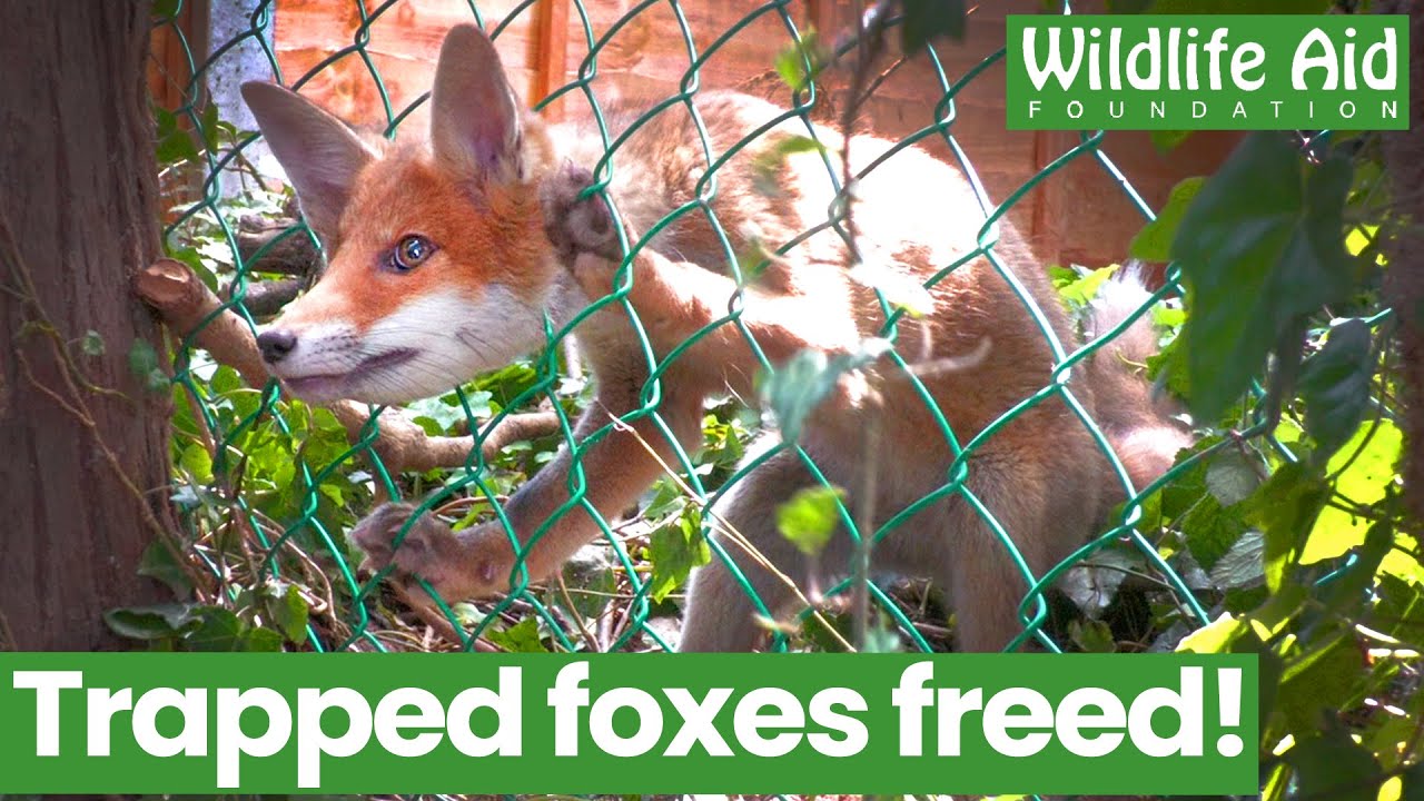 TRAPPED baby foxes need a little human help!