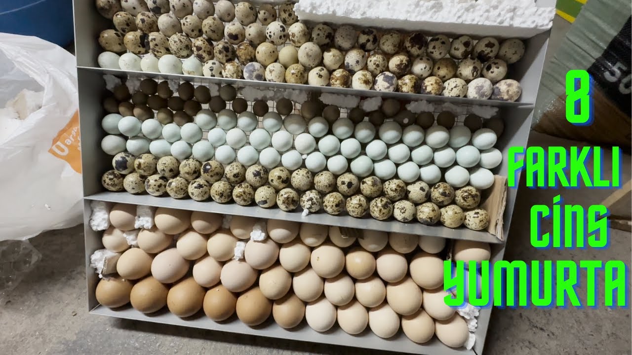 MAKİNAYI DOLDURDUK | LOHMAN AUSTRALORP KIRMASI | ÇEKİLİŞ NE ZAMAN?