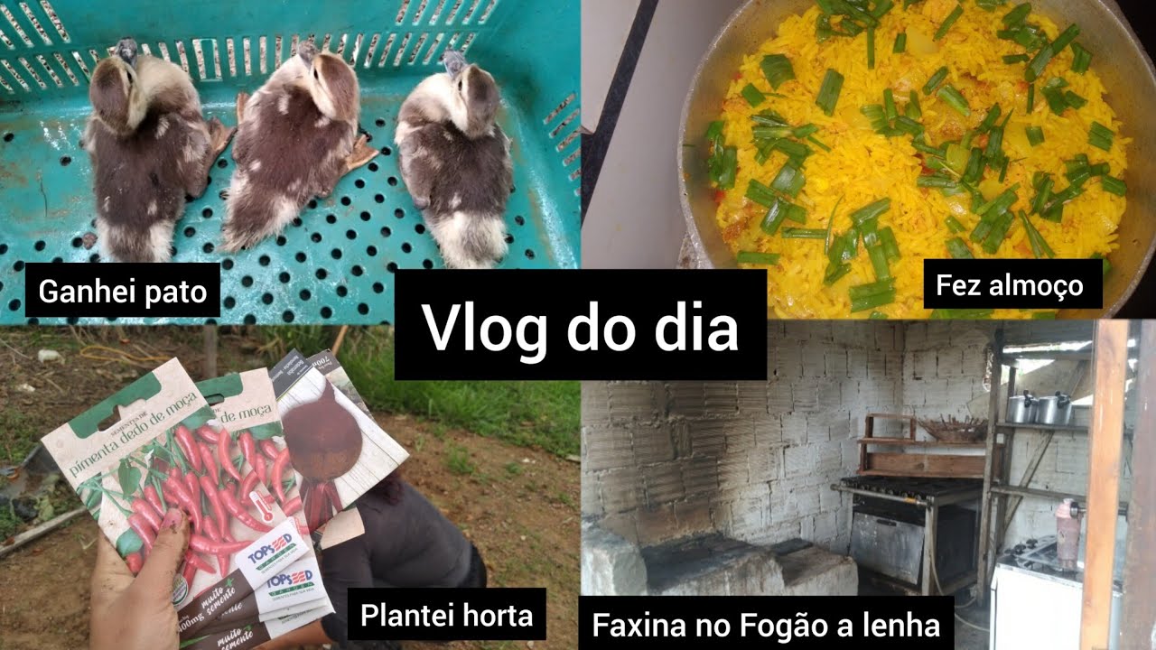Vlog do meu dia/ fez faxina no fogão a lenha / fez almoço / ganhei 3 patos/ plantei horta.