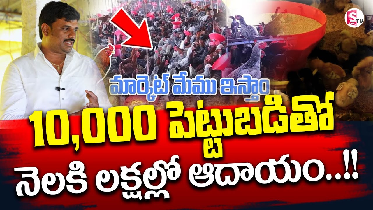 Natu Kolla Farm Business Telugu 2025 | Natukollu Business | Poultry Farm Business | SumanTV