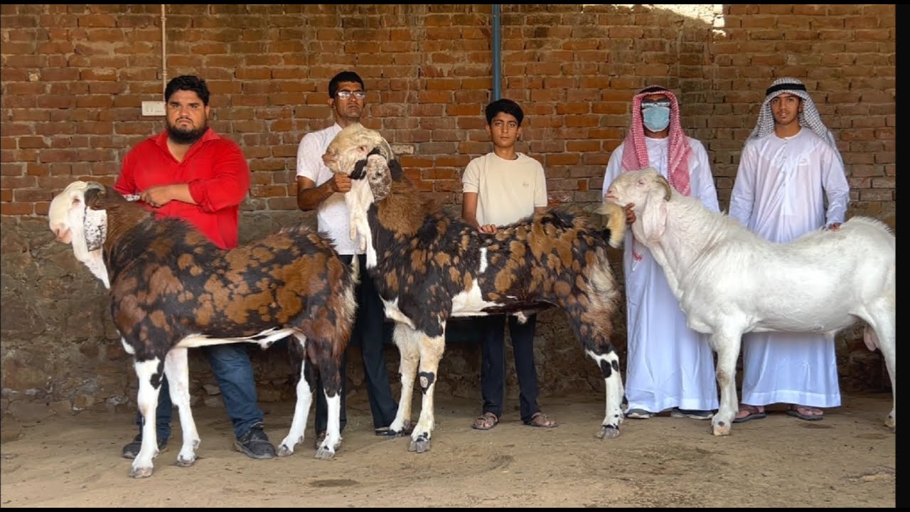India's biggest gujri goat lonch sunil bhai