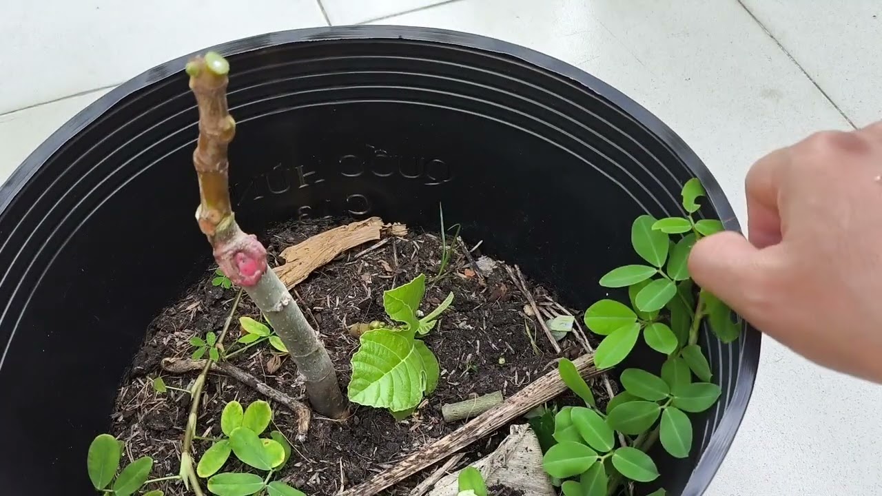 The Growth Journey of Fig Trees: The Joy of Planting | Episode 3138