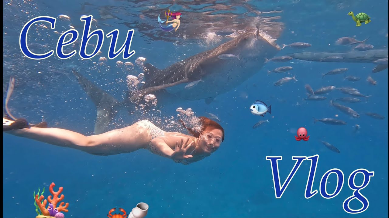 🇵🇭Under the sea! 세부 여행 브이로그① - 오슬롭 고래상어, 모알보알 스노쿨링