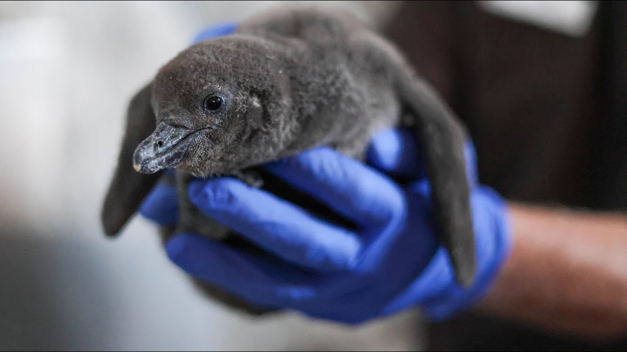 Biggs and Percy Welcome Their First Penguin Chick — It’s a Girl!