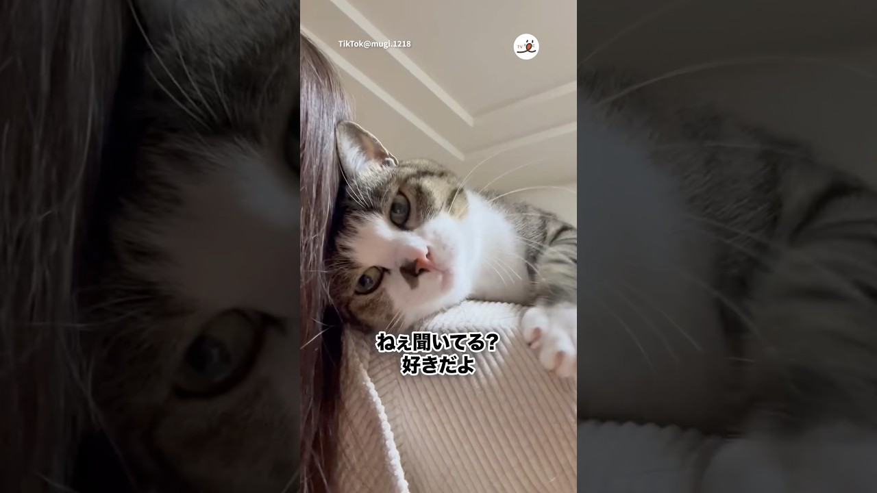 甘えん坊の肩乗り猫さん｜PECO