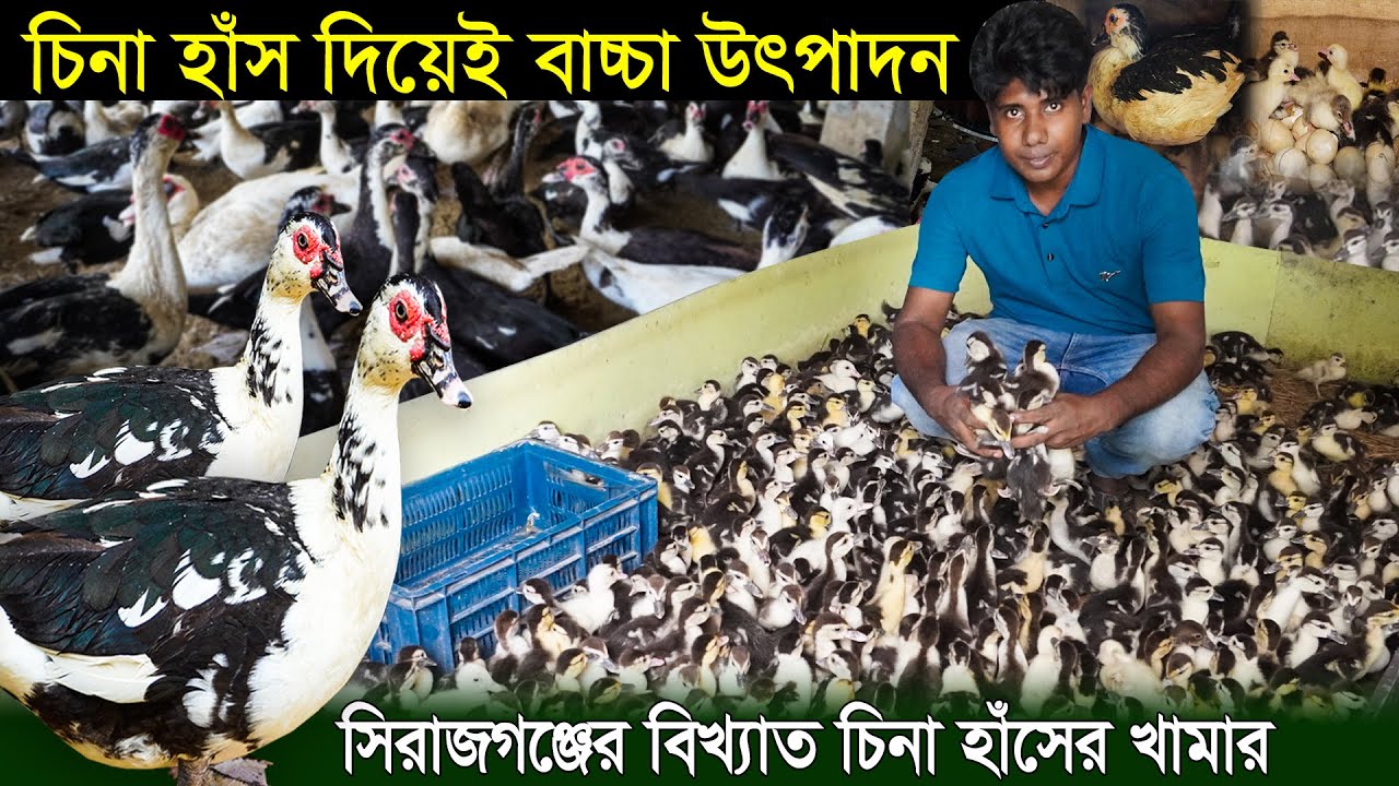 সিরাজগঞ্জে চিনা হাঁস দিয়েই বাচ্চা উৎপাদন || মেধা হ্যাচারী  01715 868175 || Khamar Bangla 24.