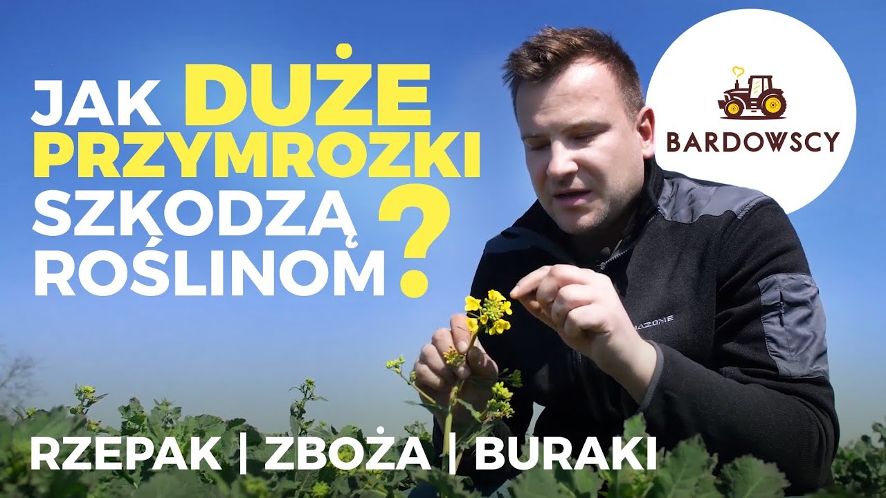 JAK DUŻE PRZYMROZKI SZKODZĄ ROŚLINOM? RZEPAK, ZBOŻA, BURAKI