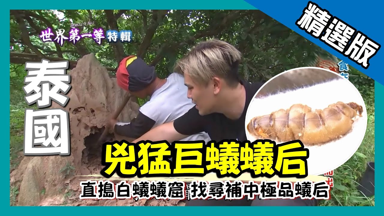 【泰國】直搗兇猛巨蟻蟻窟 生吞嗜血蟻后｜《世界第一等》783集精華版